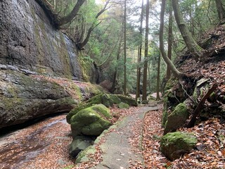 岩と木の自然