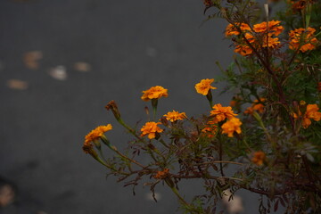 Yellow-orange flowers in a flower bed. Rainy weather.