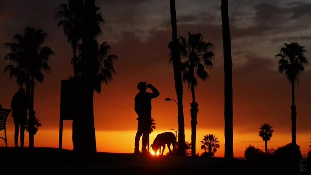 Silhouette of a person walking with dog between palm trees at sunset.