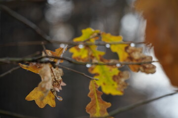 Raindrops on leaves and branches.