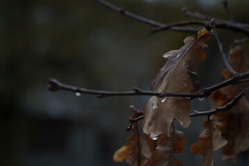 Raindrops on leaves and branches.