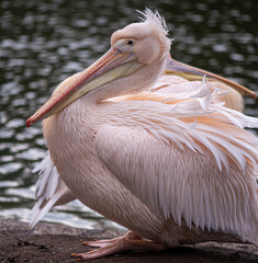 pink pelicans in london park