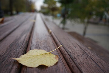 A fallen leaf on a wooden bench. Rainy weather.