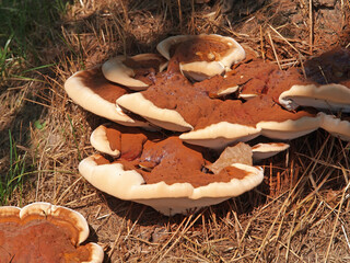 Ganoderma resinaceum mushroom at the base of a dead poplar tree