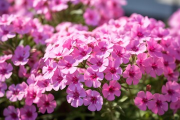Fototapeta premium Pink phlox flowers in natural sunlight. Botanical garden and spring concept.