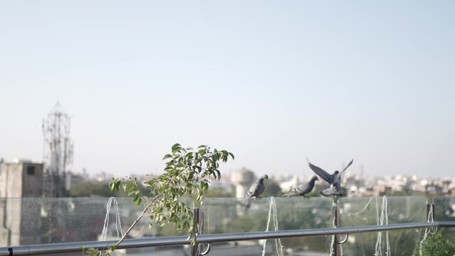 Close-up view of A wild gray blue pigeon bird 