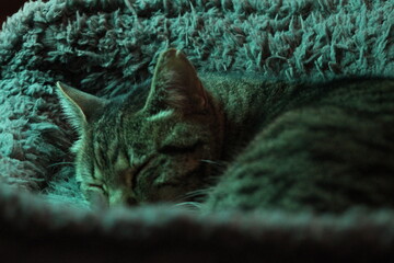 Gato durmiendo, acostado sobre su cama siendo iluminado por una lúz verde.