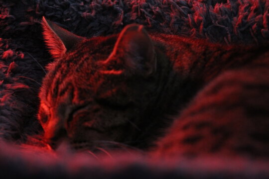 Gato durmiendo, acostado sobre su cama siendo iluminado por una lúz roja.