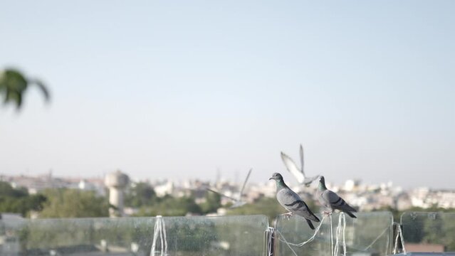 Close-up view of A wild gray blue pigeon bird 