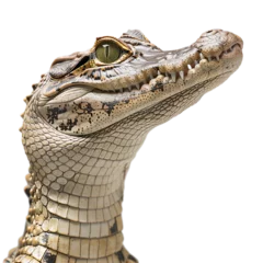 Foto auf Alu-Dibond A crocodile isolated on transparent background, png © road to millionaire