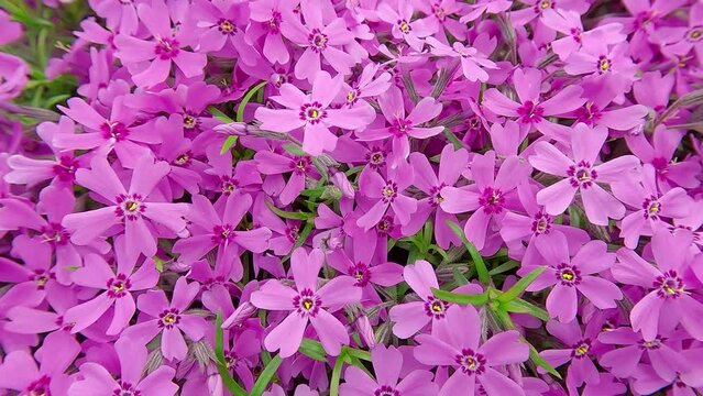 Pink Phlox subulata (creeping phlox) flowers on the ground. Wonderful spring scene of botanical garden in April. Beautiful floral background. 4K video (Ultra High Definition).