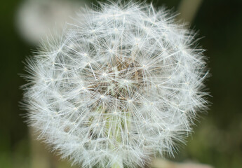 Top of dandelion covered with seeds on a spring day in Rhineland Palatinate, Germany.