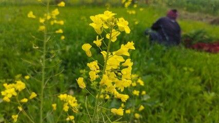 mustard flower in the fields 
beautiful flower for bacground