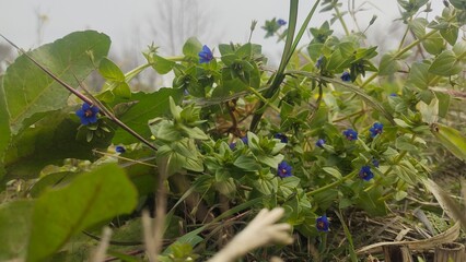 dragonfly on the grass
