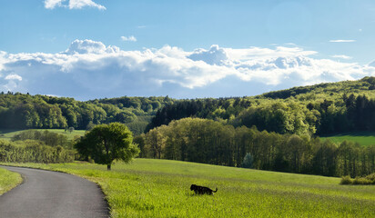 Black dog in the green grass with hills covered in trees in the background on a spring evening near Potzbach, Germany.