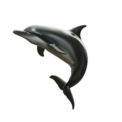 dusky dolphin isolated on transparent background, png