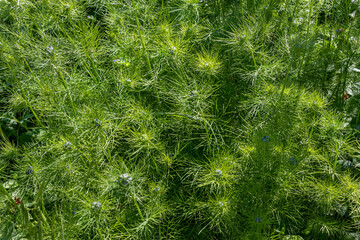 Emerald green background of young grass. Angustifolia peony (Paeonia tenuifolia). Young plants of Angustifolia peony before flowering