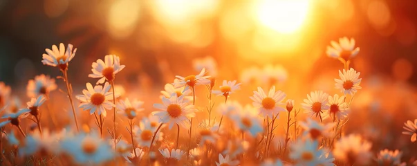 Zelfklevend Fotobehang field of blooming daisies at sunset, nature background, beautiful lighting © Ms_Tali