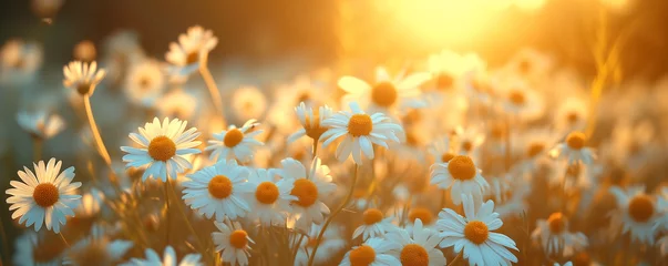 Foto op Plexiglas field of blooming daisies at sunset, nature background, beautiful lighting © Ms_Tali