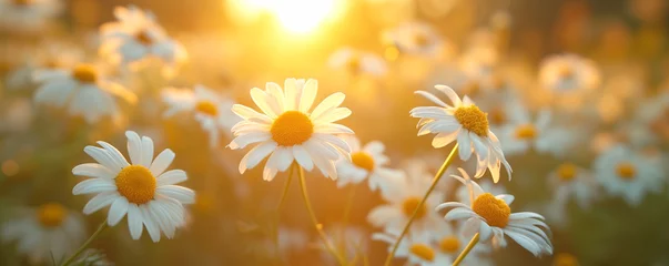 Tuinposter field of blooming daisies at sunset, nature background, beautiful lighting © Ms_Tali