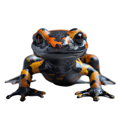 fire salamander isolated on transparent background, png