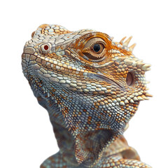 Fototapeta premium iguana isolated on transparent background, png