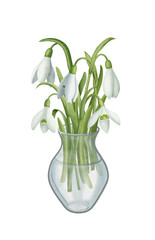 Bouquet of snowdrops in a vase. Hand drawn color illustration isolated on transparent background for your design.