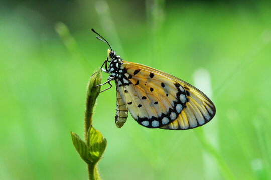 a butterfly perched on a plant in the garden, photographed from a side angle during the day