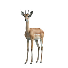 gerenuk isolated on transparent background, png