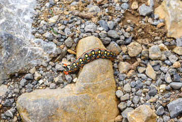 A big colorful caterpillar crossing an unpaved road