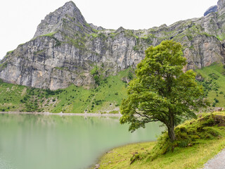 View of a tree by the Oberblegisee lake up in the Glarus alps in Switzerland