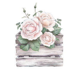 Watercolor composition from white cream roses and green leaves in wooden white grey box. Hand drawn illustration isolated background. Element hand painted natural plant twigs with light pink rose.