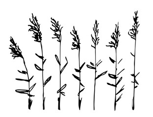 Simple black outline vector drawing. Reeds, stems, marsh vegetation.