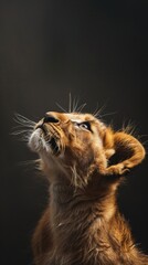 Fototapeta premium A lion that is looking up at something