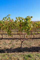 rows of grapes in a vineyard in autumn in the sun