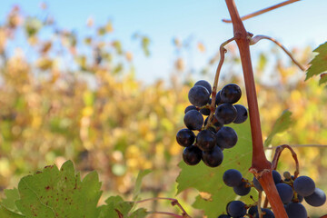 bunch of red grapes on vine closeup view