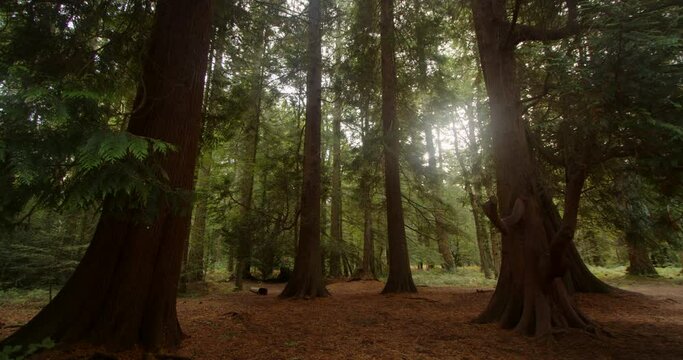 Shot of giant sequoia, giant redwood trees with sun behind at Blackwater Arboretum