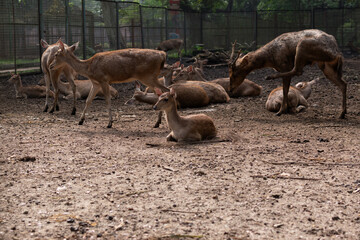 deer family in the zoo