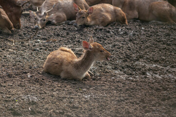 deer family in the zoo