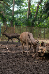 deer family in the zoo