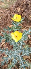 yellow bird in the nest