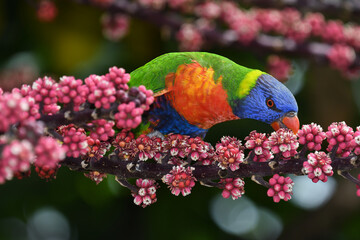Australian adult Rainbow Lorikeet -Trichoglossus moluccanus- perched tree feeding on vibrant red...