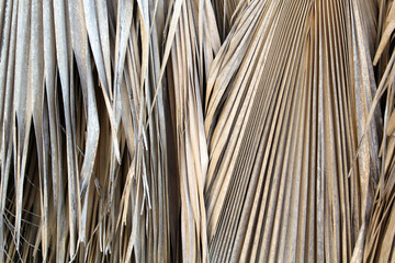 Close up textured background of dried palm leaves fronds