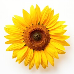 Fototapeta premium Sunflower on a white background