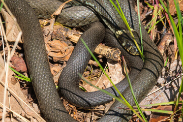 Grass snake curled up and basking in the sunshine