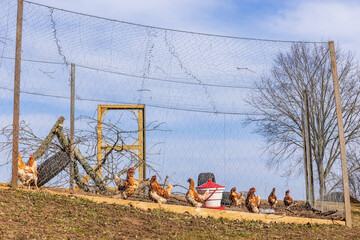 Hens outdoors in a cage in the country © Lars Johansson