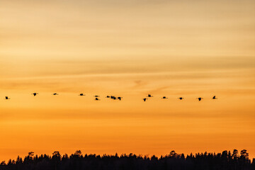 Colorful sunset with a flock of Cranes