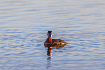 Red-necked grebe in calm water