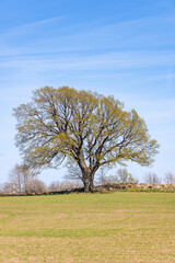 Single tree at a newly sown field in springtime