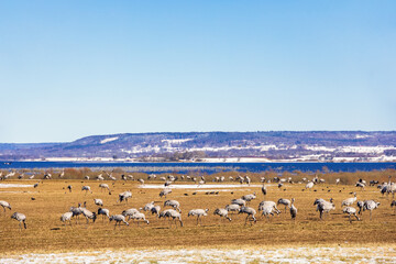 Fototapeta premium Cranes at a field by lake Hornborgasjön in Sweden in early spring